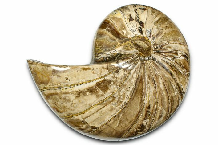 Polished Fossil Nautilus (Cymatoceras) - Madagascar #378996